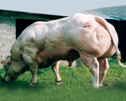 Photo du taureau