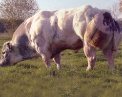 Photo du taureau