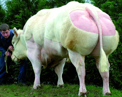 Photo du taureau