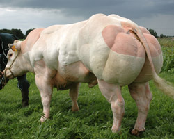 Foto van de stier