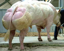 Foto van de stier