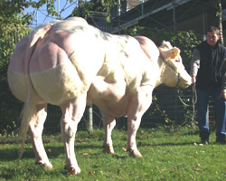Foto van de stier