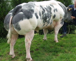 Photo du taureau
