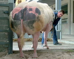 Foto van de stier