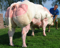 Photo du taureau