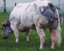 Foto van de stier