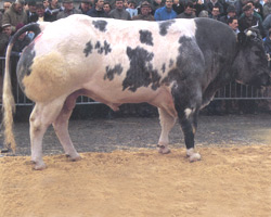 Photo of the bull