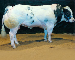 Foto van de stier