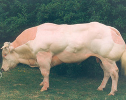 Photo of the bull