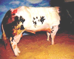 Foto van de stier