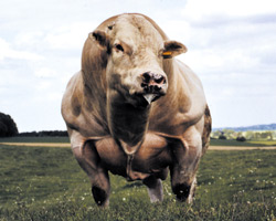Foto van de stier
