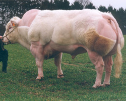 Photo du taureau