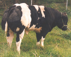 Foto van de stier