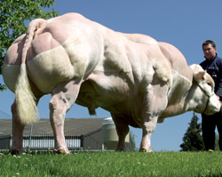 Photo du taureau