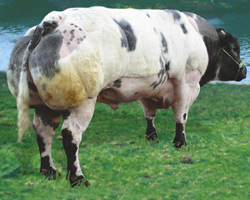 Foto van de stier