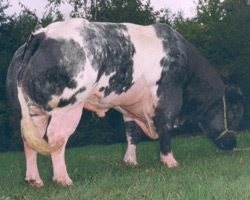 Foto van de stier