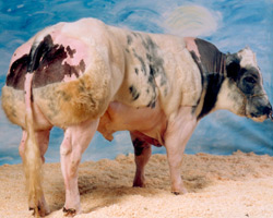 Foto van de stier