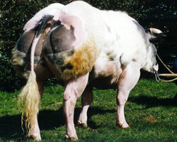 Foto van de stier