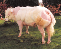 Photo du taureau