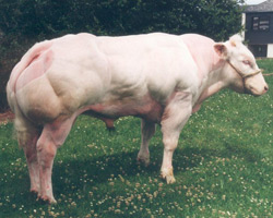 Foto van de stier