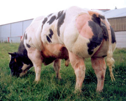 Photo du taureau