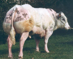 Photo du taureau