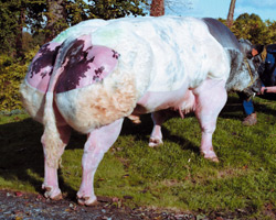Foto van de stier