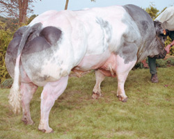 Photo of the bull