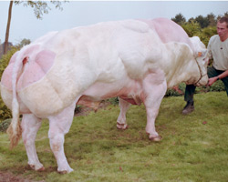 Foto van de stier