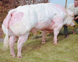 Photo of the bull