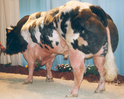 Foto van de stier