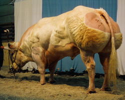 Foto van de stier