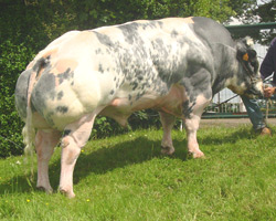 Photo du taureau