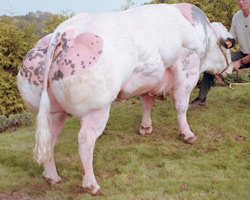 Foto van de stier