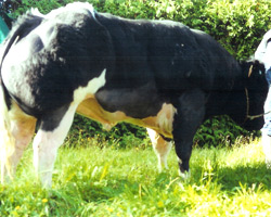 Photo du taureau