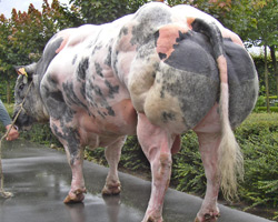 Photo du taureau