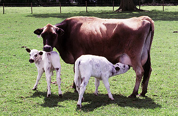 jersey hereford cross